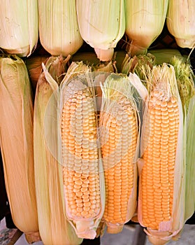 Corn or Maize Lat. Zea mays photo